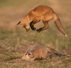 an animal jumping up into the air with it's front paws on another animal