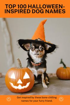 a small dog wearing a witches hat next to a pumpkin