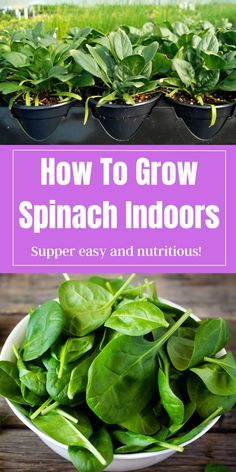 How To Grow Spinach IndoorsThe complete guide to growing spinach indoors or for container vegetable gardeningSpinach is great for growing in containersor for an indoor gardenContainer vegetable garden ideascontainer gardeningseed starting and more with this tutorial How To Grow Spinach In Containers, Spinach Container Gardening, Indoor Spinach Garden, Grow Spinach In Containers, How To Grow Spinach In A Pot, Growing Spinach From Seed, Growing Salad Greens Indoors, How To Grow Spinach Indoors, Growing Veggies Indoors