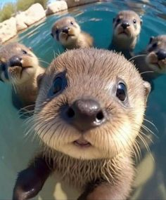 several otters swimming in the water with their mouths open and looking at the camera