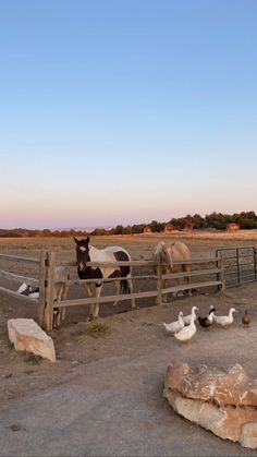 two horses and ducks in an enclosed area