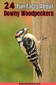 a small bird perched on top of a wooden pole with the words, 24 fun fact about downy woodpeckers