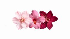 three pink and red flowers on a white background