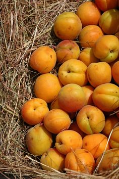 a basket filled with lots of ripe apricots on top of dry grass and straw