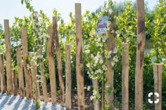 several wooden poles with flowers growing on them