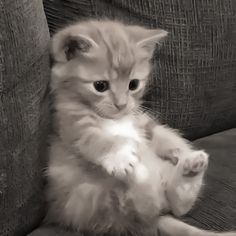 a small kitten sitting on top of a couch