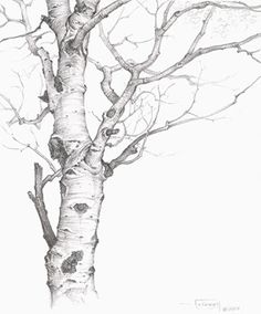 a pencil drawing of a tree with no leaves