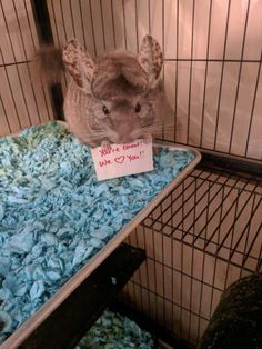 a hamster in a cage with a sign on it