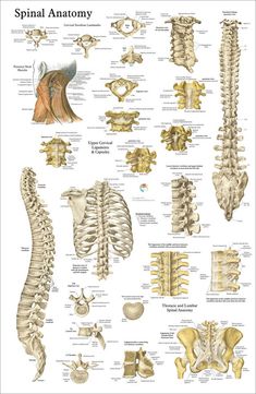 the anatomy of the human body and its major skeletal systems medical chart, medical art, medical education, medical posters, medical design, medical office decor, medical illustration, medical diagrams, medical instruments, medical equipment, medical