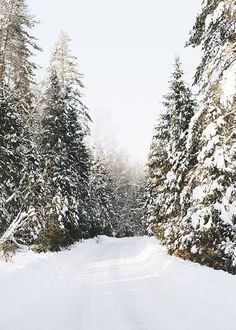 a person riding skis down a snow covered road next to evergreen tree's