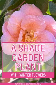 a pink flower with the words, a shade garden plant with winter flowers