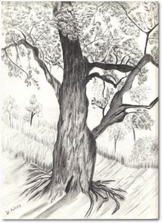 a pencil drawing of a tree in the middle of a field with grass and trees around it