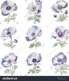 anemone flowers painted in watercolors on white background stock photo edit now