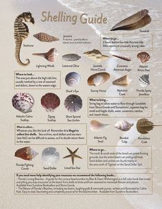 the shelling guide is shown in this poster, which shows different types of sea shells