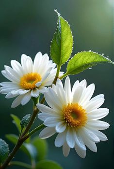 शुभ सकाळ, Oxeye Daisy, Spring Flowers Wallpaper, Beautiful Flowers Images, Flower Close Up, Plant Photography, Good Morning Picture, Flowers Wallpaper, Private Garden