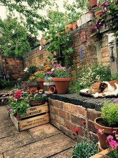 a dog laying on top of a brick wall next to potted plants and flowers