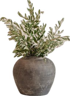 a potted plant with green leaves is shown in front of a white background,