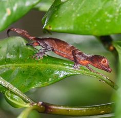 a small lizard sitting on top of a green leaf