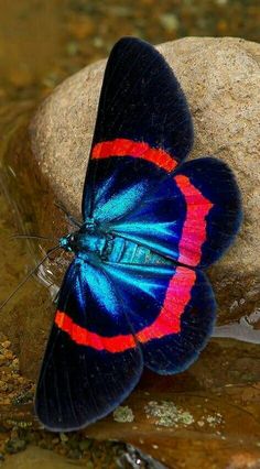 a blue and red butterfly sitting on top of a rock