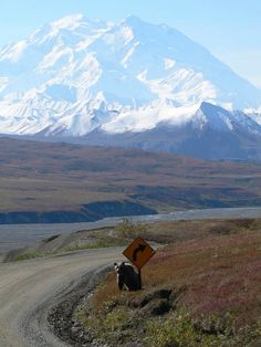 Mount Denali, Denali Alaska, North To Alaska, Grizzly Bears, Alaska Usa, Alaska Cruise