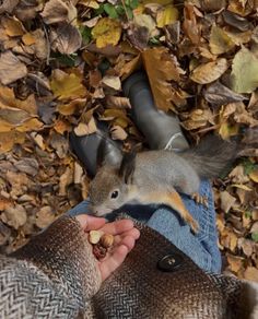 a squirrel eating nuts from someone's hand in the fall leaves with their feet up