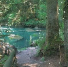 a river running through a lush green forest