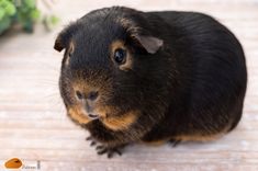 a black and brown guinea pig sitting on top of a wooden floor