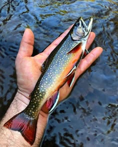 a person holding a fish in their hand