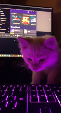 a cat sitting on top of a keyboard next to a computer monitor with purple light