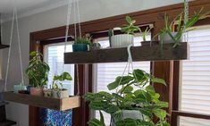 some plants are hanging from the windowsill