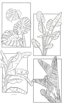 four different types of tropical plants in black and white, each with leaves on them