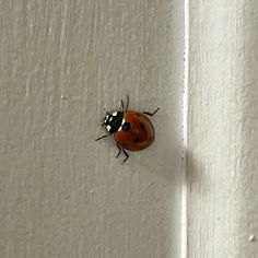 a lady bug crawling on the side of a white wall