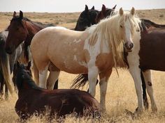 a group of horses standing and laying in the middle of a dry grass covered field