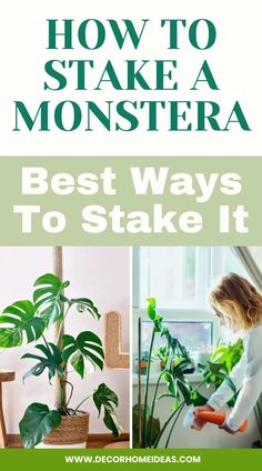 how to make a monstera plant in the living room with text overlay that says best ways to stake it