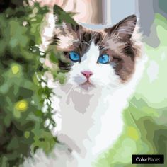 a white and brown cat with blue eyes