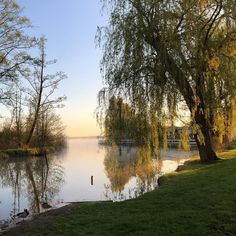 a lake with trees and ducks in the water