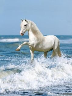 a white horse running through the ocean waves