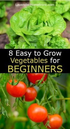 tomatoes growing in the garden with text overlay that says 8 easy to grow vegetables for beginners