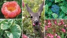 several different types of flowers and plants with pictures of them in the middle one has a deer's head