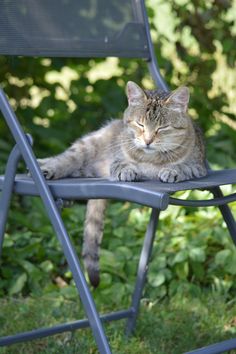 a cat laying on top of a blue lawn chair