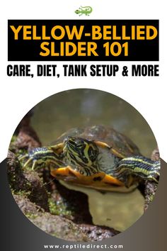 A Yellow-Bellied Slider turtle is sitting on a log partially submerged in water. The top part of the image contains bold text that reads "Yellow-Bellied Slider 101: Care, Diet, Tank Setup & More," with a link to reptiledirect.com at the bottom. Yellow Belly Slider Turtle, Turtle Habitat, My Yellow, Pet Turtle, Turtles, Habitat