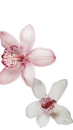 two pink and white flowers on a white background