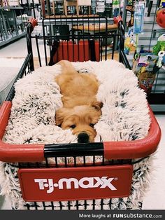 a dog is laying in a shopping cart