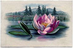 a pink flower sitting on top of a lake next to green leafy plants and trees