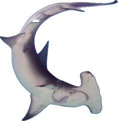 an image of a shark that is in the air