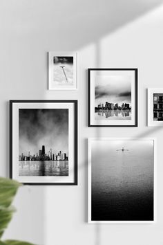 several black and white photographs hang on the wall above a potted plant in front of them