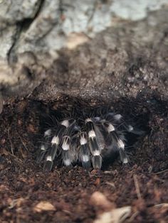 a large black and white spider crawling out of its hole in the ground with it's head sticking out