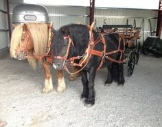 two clydesdale horses standing next to each other in a barn with their harnesses on