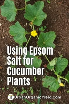 a plant with the words using epsom salt for cucumber plants