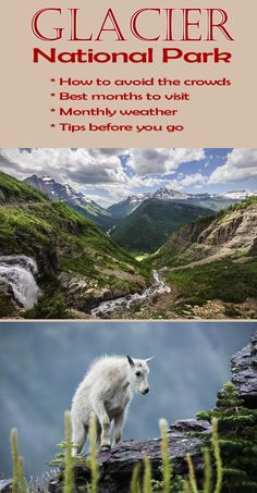 a mountain goat standing on top of a lush green hillside next to a valley with mountains in the background